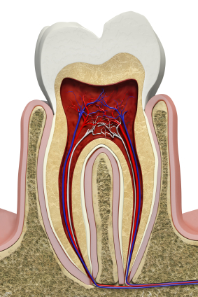 illustration of cross section of molar tooth with gums