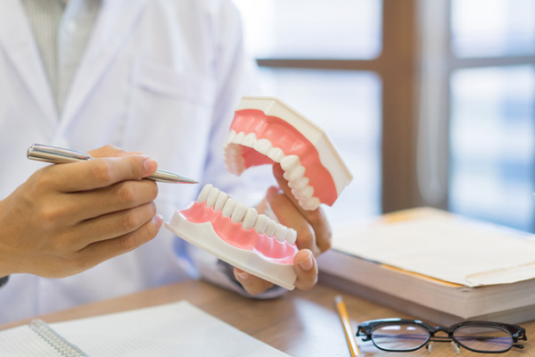 Dentist holding a model of teeth and gums.