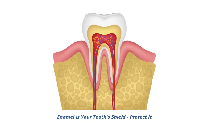 Cross-section diagram showing tooth enamel protection and internal tooth structure with dentin pulp and root